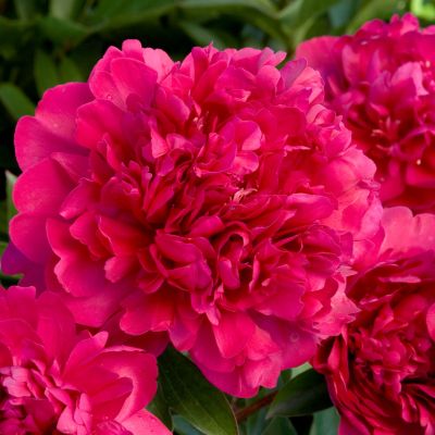 Пион Пол М. Уайлд Пион Пол М. Уайлд фото