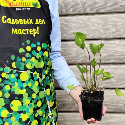 Фиалка бабочковидная "Прайса" Фиалка бабочковидная "Прайса" фото