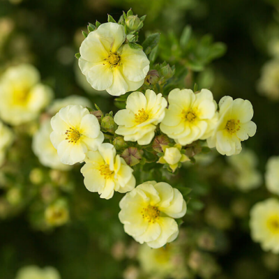 Лапчатка кустарниковая Лемон Меринг Лапчатка кустарниковая Лемон Меринг фото