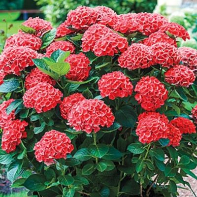 Гортензия крупнолистная Хот Ред Гортензия крупнолистная Хот Ред - Dolina-Sad.Ru