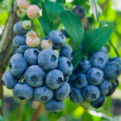 Голубика Чандлер Голубика Чандлер - Dolina-Sad.Ru