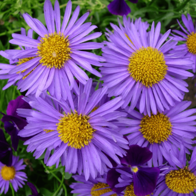 Астра альпийская Данке Шон Астра альпийская Данке Шон фото