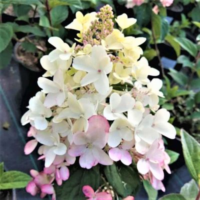 Гортензия метельчатая Петит Лантерн, С2 Гортензия метельчатая Петит Лантерн, С2 - Dolina-Sad.Ru