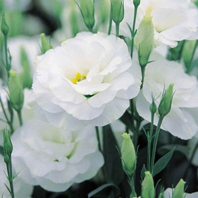 Эустома Пикколо Белая F1, гранул. пробирка Эустома Пикколо Белая F1, гранул. пробирка - Dolina-Sad.Ru