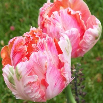 Тюльпан Либретто Пэррот Тюльпан Либретто Пэррот фото