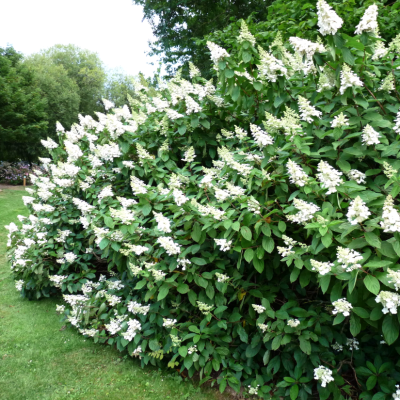 Гортензия метельчатая Тардива, С1,5 Гортензия метельчатая Тардива, С1,5 - Dolina-Sad.Ru