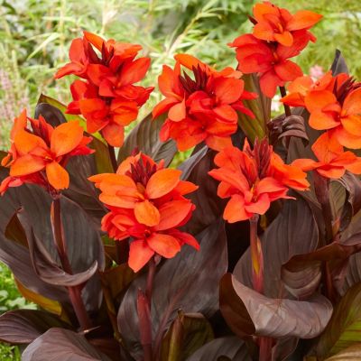 Канна Хеппи Джулия - Dolina-Sad.Ru