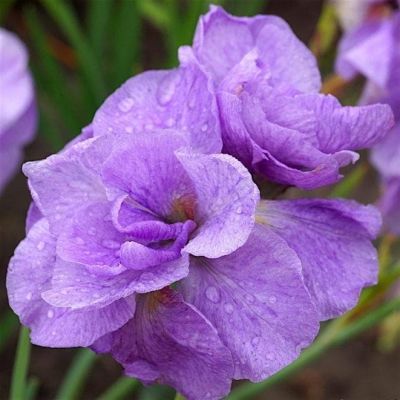 Ирис Империал Опал Ирис Империал Опал фото