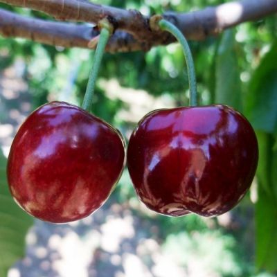 Черешня Бурлат Черешня Бурлат - Dolina-Sad.Ru