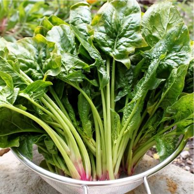 Шпинат Стоик Шпинат Стоик фото