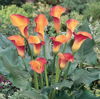 Калла МАНГО Калла МАНГО фото