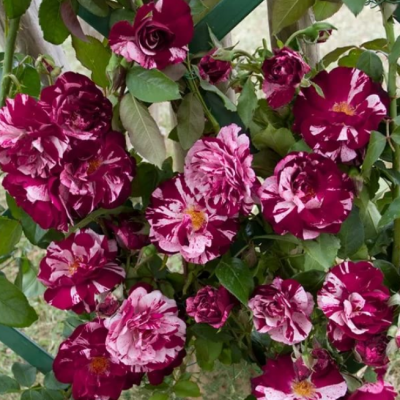 Роза Нью Имейдж фото