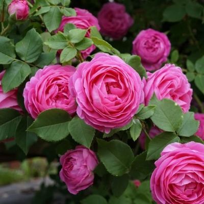 Роза Луис Одье (в горшке 2л.) фото