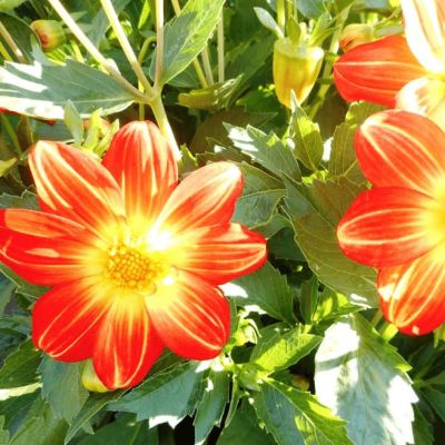 Георгина Радуга фото