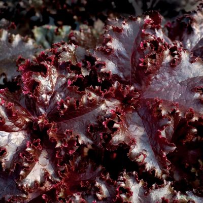 Гейхера Миднайт Раффлз Гейхера Миднайт Раффлз - Dolina-Sad.Ru