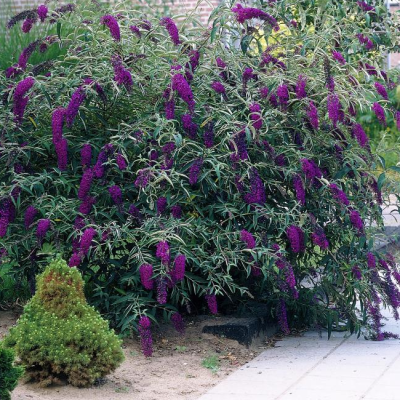 Буддлея Давида Баттерфляй Тауэр Буддлея Давида Баттерфляй Тауэр фото