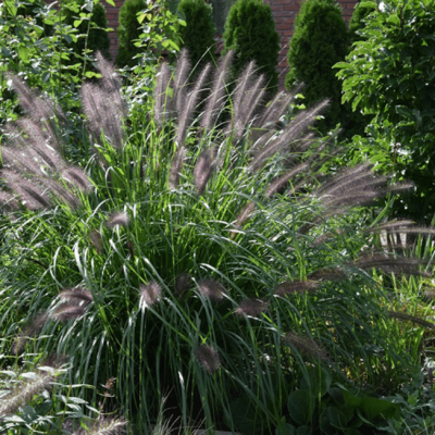 Пеннисетум лисохвостный Блэк Бьюти Пеннисетум лисохвостный Блэк Бьюти фото