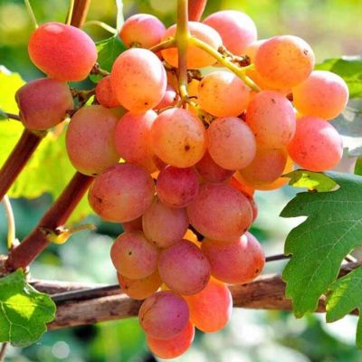 Виноград Розово-Янтарный Виноград Розово-Янтарный - Dolina-Sad.Ru