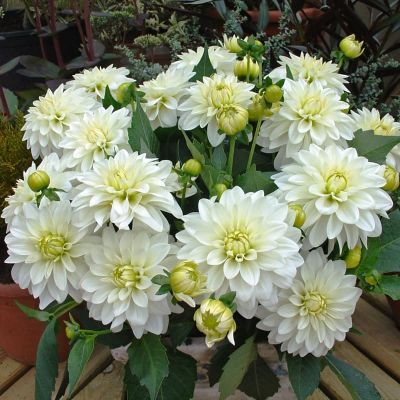 Георгина Арт Фаир Георгина Арт Фаир фото