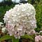 Гортензия метельчатая Бобо, С3 - Dolina-Sad.Ru