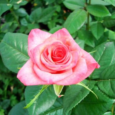 Роза Претти Принцесса Роза Претти Принцесса - Dolina-Sad.Ru