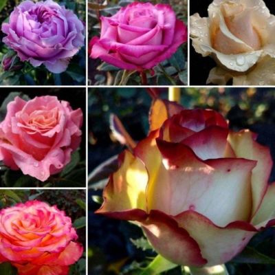 Микс Чайно-гибридных Роз (1+1=3) Микс Чайно-гибридных Роз (1+1=3) фото