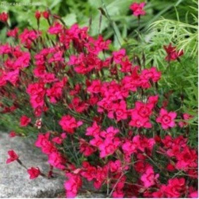 Гвоздика-травянка БРИЛЛИАНТ Гвоздика-травянка БРИЛЛИАНТ фото