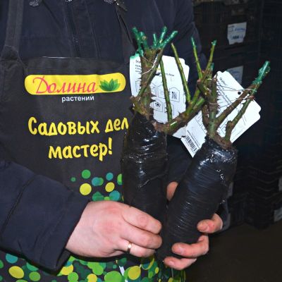 Роза Скайлайн - Dolina-Sad.Ru