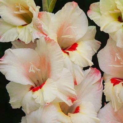 Гладиолус Коттон Кэнди Гладиолус Коттон Кэнди - Dolina-Sad.Ru