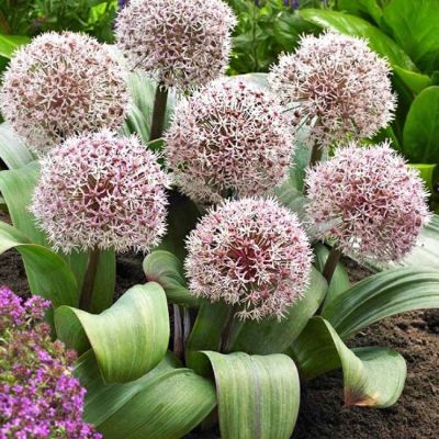 Аллиум Каратавский Аллиум Каратавский - Dolina-Sad.Ru