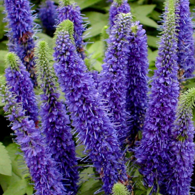 Вероника Блю Вероника Блю фото