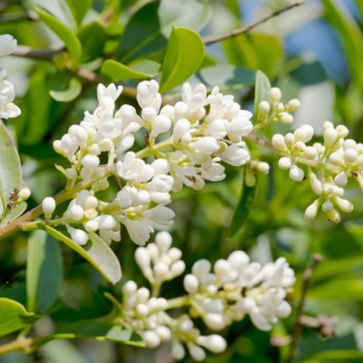 Бирючина обыкновенная, С3 - Dolina-Sad.Ru