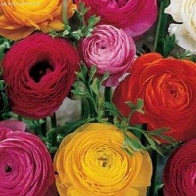 Ранункулюс Цветущая долина Смесь Ранункулюс Цветущая долина Смесь фото