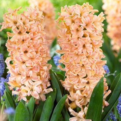 Гиацинт Одиссей Гиацинт Одиссей фото