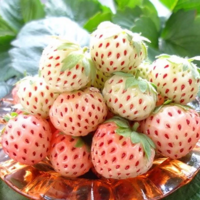 Клубника Ананаса/ремонтантная (акционный товар) Клубника Ананаса/ремонтантная (акционный товар) фото