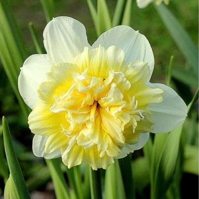 Нарцисс Айс Кинг Нарцисс Айс Кинг фото