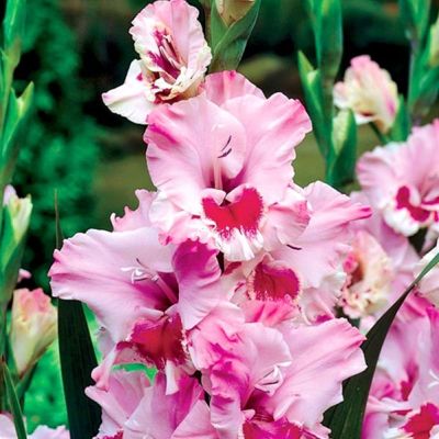 Гладиолус Зэтс Лав Гладиолус Зэтс Лав фото