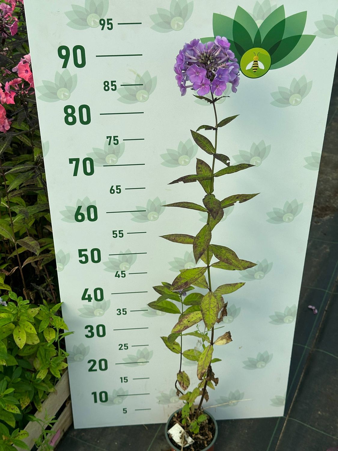 Флокс метельчатый Свит Саммер Океан - Dolina-Sad.Ru