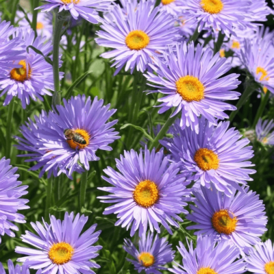 Астра альпийская Данке Шон Астра альпийская Данке Шон фото