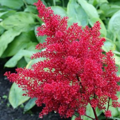 Астильба японская Ред Сентинел - Dolina-Sad.Ru