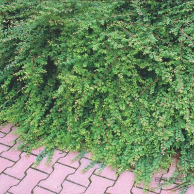 Снежноягодник Хэнкок, С1,5 - Dolina-Sad.Ru