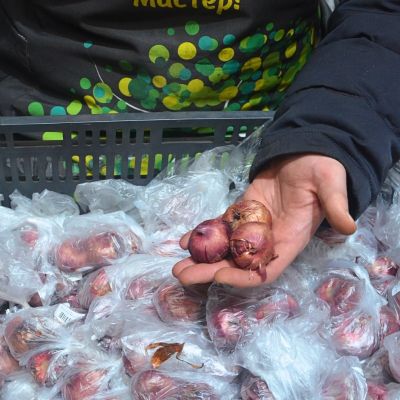 Гладиолус Кенди Бар Гладиолус Кенди Бар - Dolina-Sad.Ru