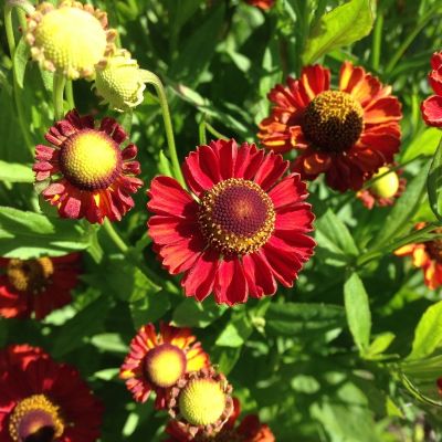 Гелениум Ранчера - Dolina-Sad.Ru