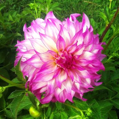 Георгина Колорадо Классик Георгина Колорадо Классик фото