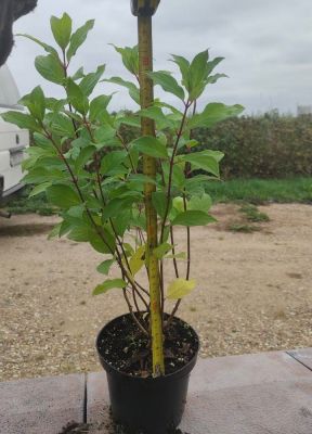 Гортензия метельчатая Тардива, С1,5 Гортензия метельчатая Тардива, С1,5 - Dolina-Sad.Ru