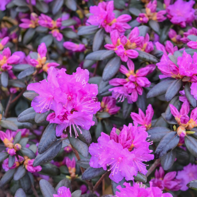 Рододендрон Пи Джей Эм Элит - Dolina-Sad.Ru