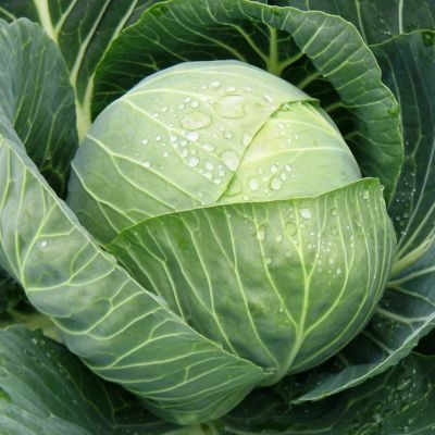 Капуста Белокочанная Пандион F1 (Seminis/Голландия) Капуста Белокочанная Пандион F1 (Seminis/Голландия) фото