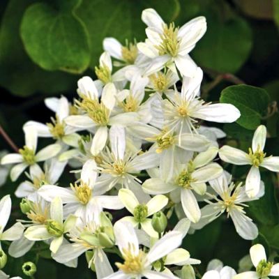 Клематис Эрли Сноу Клематис Эрли Сноу - Dolina-Sad.Ru