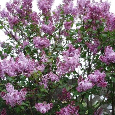 Сирень обыкновенная, С3 - Dolina-Sad.Ru