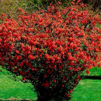 Айва японская, С3 Айва японская, С3 - Dolina-Sad.Ru